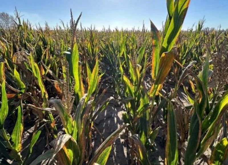 El Gobierno provincial avanza con acciones para combatir la plaga del maíz
